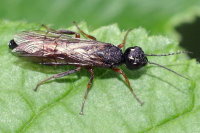 Xiphydria sp.