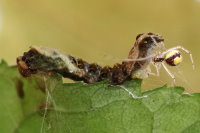 Thyatira batis, caterpillar  8027