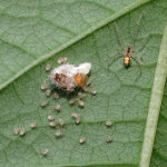 Theridion cf. varians, cocoon with spiderlings  8030