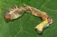cf. Phobocampe sp., dead host caterpillar  8087