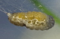 cf. Phobocampe sp., larva  8089