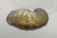 cf. Phobocampe sp., larva  8090