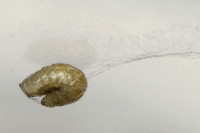 cf. Phobocampe sp., larva  8091