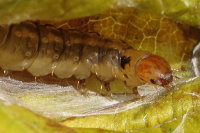 Syndemis musculana, caterpillar  8110