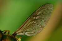 Chloromyia formosa, Flügel  811