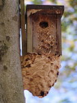 Vespa crabro, hornets' nest  8122