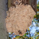 Vespa crabro, hornets' nest  8123