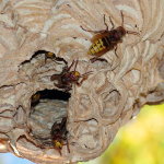 Vespa crabro, hornets' nest  8124