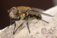 Pollenia sp., female  8144