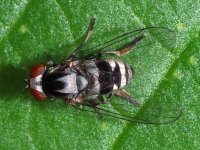 Polyporivora ornata, female  8147