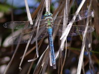 Anax imperator, male  8150