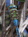 Anax imperator, male  8151