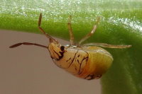Acrosternum sp., larva (L3)  8163