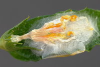 Cornutiplusia circumflexa, pupation cocoon  8193