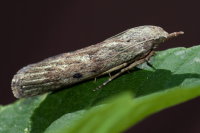 Aphomia sociella, female  8205