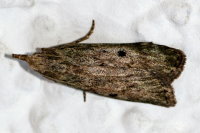Aphomia sociella, female  8206