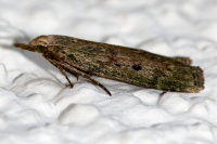 Aphomia sociella, female  8207