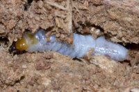 Cerambycidae sp.  8221