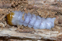 Cerambycidae sp.  8222