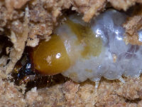 Cerambycidae sp.  8223