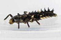 Calvia quatuordecimguttata, larva  8237