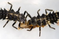 Calvia quatuordecimguttata, larvae  8238