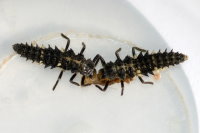 Calvia quatuordecimguttata, larvae  8239