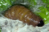 Notocelia uddmanniana, caterpillar  8243