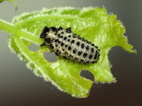 Chrysomela populi, larva (L3)  8261