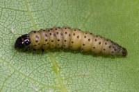 Anacampsis populella, caterpillar  8276