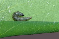 Anacampsis populella, caterpillar  8278