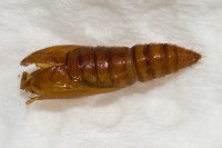 Anacampsis populella, Exuvie  8279
