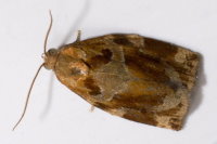 Archips xylosteana  8302