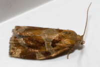Archips xylosteana  8303