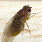 Drosophila repleta  8356