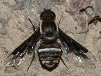 Exhyalanthrax simonae, female  835