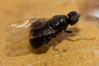 Pachygaster atra, weiblich  8361