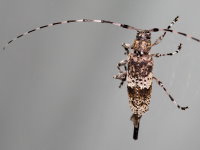 Acanthocinus griseus, female  8369