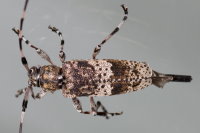 Acanthocinus griseus, female  8370