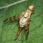 Terellia tussilaginis, female  8384