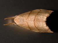 Falcaria lacertinaria, weiblich  8395