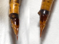 Nephrotoma cornicina, female  8410