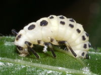 Calvia decemguttata, larva  8423