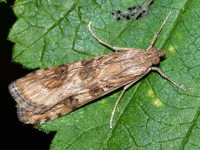 Nomophila noctuella  8425