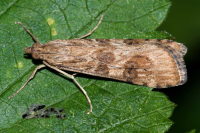 Nomophila noctuella  8427