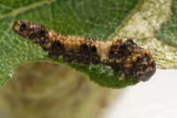 Falcaria lacertinaria, caterpillar  8434