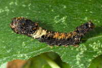 Falcaria lacertinaria, caterpillar  8435