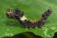 Falcaria lacertinaria, caterpillar  8436