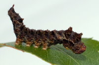 Falcaria lacertinaria, caterpillar  8442