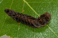 Falcaria lacertinaria, caterpillar  8443